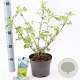 Sambucus nigra Gold Spark 30-40 cm 2,0L