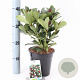 Skimmia j. 'Redruth' 20-25 cm 2,0L