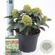 Skimmia j. White Globe 20-25 cm 2,0L