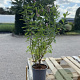 Spiraea billardii 60-80 cm 2,0L