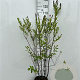 Spiraea billardii 100-125 cm 5,0L