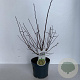 Stachyurus chin. 'Celina' 50-60 cm 3,0L
