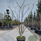 Styphnolobium japonicum 200-250 cm container meerstammig extra
