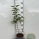 Syringa vulgaris 30-40 cm 2,0L