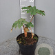 Tetrapanax papyrifer 'Rex' gm 4,0L