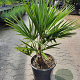Trachycarpus fortunei 125-150 cm 12L