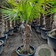 Trachycarpus fortunei 70 cm stam container