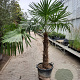 Trachycarpus fortunei 90 cm stam container