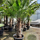 Trachycarpus fortunei 100 cm stam container
