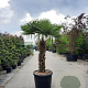 Trachycarpus fortunei 120 cm stam container