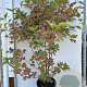 Viburnum opulus 100-125 cm 7,5L solitair