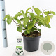 Viburnum plic. 'Newport' 30-40 cm 3,0L