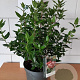 Viburnum tin. 'Gwenllian' 35-40 cm 5,0L