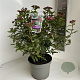 Viburnum tin. 'Gwenllian' 40-45 cm 5,0L