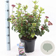 Viburnum tin. Lisarose 35-45 cm 5,0L