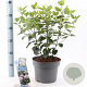 Viburnum tin. Lisarose 35-45 cm 5,0L