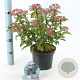 Viburnum tin. Spirit 30-35 cm 3,0L