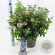 Viburnum tin. Spirit 35-45 cm 5,0L