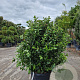 Viburnum tin. Spirit 100-125 cm 35L