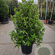 Viburnum tin. Spirit 100-125 cm 35L