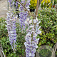 Wisteria flor. 'Lawrence' 175-200 cm 3,0L