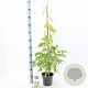 Wisteria sinensis 'Alba' 80-100 cm 2,0L met stok