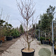 Cornus controversa 'Variegata' 200-250 cm container solitair