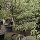 Cornus controversa 'Variegata' 250-300 cm container Multistam