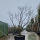 Cornus florida rubra 250-300 cm container Multistam