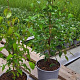 Cornus kousa 30-40 cm 2,0L