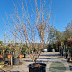 Cornus kousa 200-250 cm container meerstammig extra