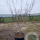 Cornus k. 'Milky Way' 150-175 cm container Multistam