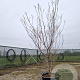 Cornus k. 'Milky Way' 175-200 cm container meerstammig paraplu