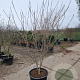 Cornus k. 'Satomi' 150-175 cm container meerstammig
