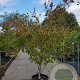 Cornus k. 'Tsukuba-no-mine' 200-250 cm container solitair