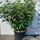 Elaeagnus ebb. 'Compacta' 60-80 cm 10L