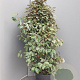 Elaeagnus ebb. 'Compacta' 125-150 cm 30L