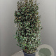 Elaeagnus ebb. 'Compacta' 175-200 cm 50L
