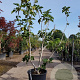 Ficus carica 200-250 cm container meerstammig extra