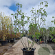 Ficus carica 200-250 cm container meerstammig extra