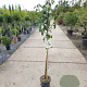 Pyrus c. 'Conference' halfstam 7,5L