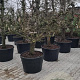 Pyrus c. 'Gieser Wildeman' 30-40 cm cont. 180L solitair najaarspotting