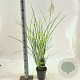 Miscanthus sin. 'Gracillimus' 30-60 cm 2,0L