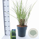 Miscanthus sin. 'Gracillimus' 50-80 cm 6,5L