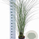 Miscanthus sin. 'Gracillimus' 50-80 cm 6,5L