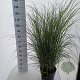 Miscanthus sin. 'Gracillimus' 60-100 cm 12L