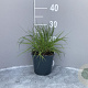 Pennisetum alopecuroides GM 2,0L