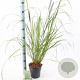 Pennisetum al. 'Redhead' 25-30 cm 2,0L