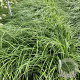 Pennisetum alopecuroides viridesc. GM 2,0L