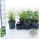 Sesleria autumnalis 25-30 cm 2,0L